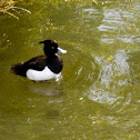 Tufted Duck