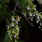 Orquidea epifita