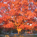 Oak Tree