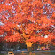 Oak Tree