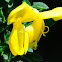 Common Broom, Retama negra