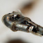 Enchytraeidae