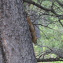 North American red squirrel