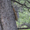 North American red squirrel