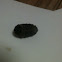 Warble of Rodent Botfly.