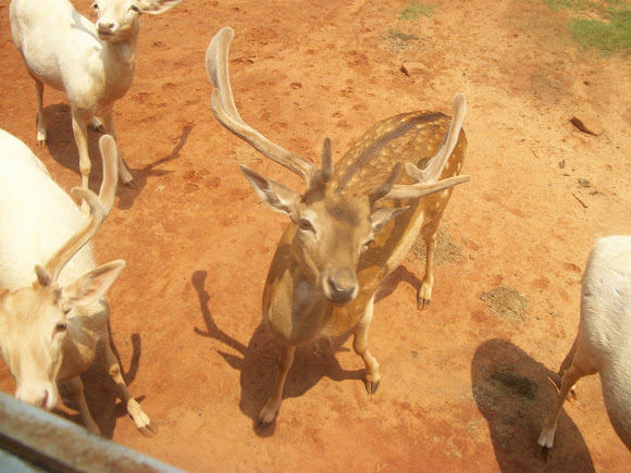 Spotting Image 1