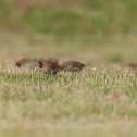 Spotted Munia