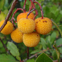 Strawberry Tree