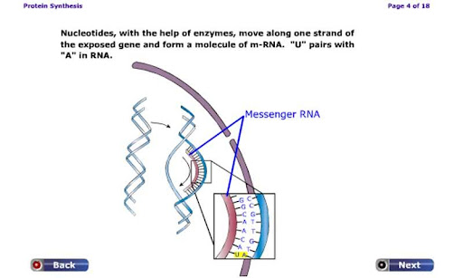 Protein Synthesis