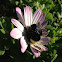 Yellow-Faced bumble bee