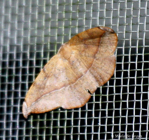 Spotting Image 1