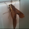 Pale Brown Hawk Moth