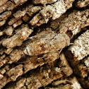 Cicada