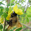 Bumblebee