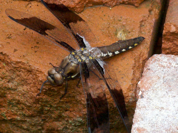 Spotting Image 1