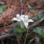 Patridgeberry