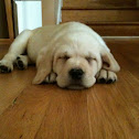 English Labrador