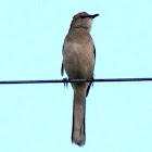Northern mockingbird