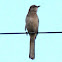 Northern mockingbird