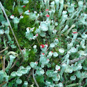 Lichen