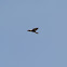 Mississippi Kite