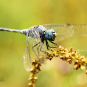 Ground Skimmer
