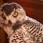 Forest eagle-owl