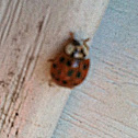 Ladybug