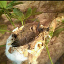 Female Hummingbird