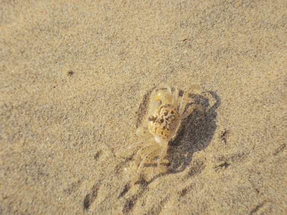 Spotting Image 1