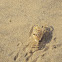 Crab