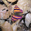 Mariposa