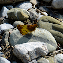 Zachaeus skipper