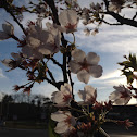 Cherry Blossom