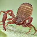 Pseudoscorpion