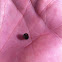 Palmetto tortoise beetle