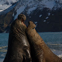 Southern Elephant Seal