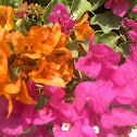 Bougainvillea