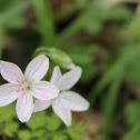 spring beauty