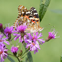Painted Lady