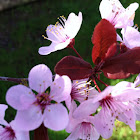 Japanese Plum