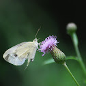 Cabbage White butterfly