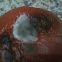 Mold