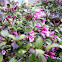 Weigela