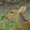Hog deer
