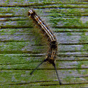 tussock moth caterpillar