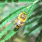 Flower-feeding March Fly-male