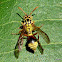 Yellow Brown Paper Wasp