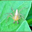 Striped Lynx Spider (Male)