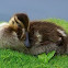 Mallard duck duckling